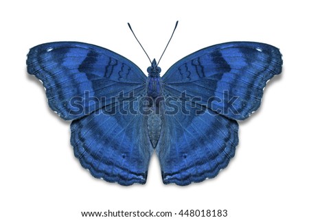 Close up of blue color Chocolate Pansy (Junonia iphita) butterfly, dorsal view, isolated on white background with clipping path