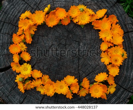 Calendula Flowers on wooden stump in a frame. Medicinal plant
