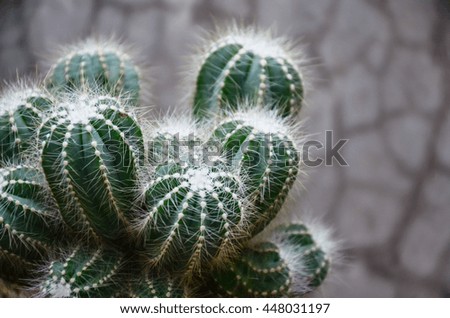cactus with small tiny thorn
