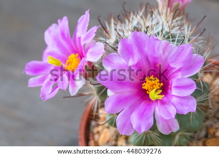 Vintage picture tone, macro soft light tone of pink cactus flower. Image has shallow depth of field.