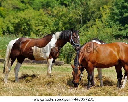 Beautiful horses on a farm 