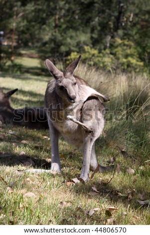 Western Grey Kangaroo. Blue Mountains. Australia