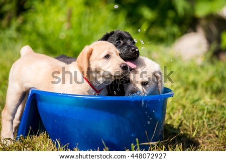 Puppies Labrador swimming in a bowl of water. Adorable Cute Young Puppies Outside in the Yard Taking a Bath