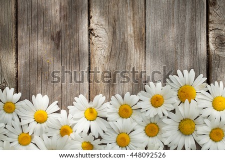 Daisy chamomile flowers on wooden garden table. Top view with copy space