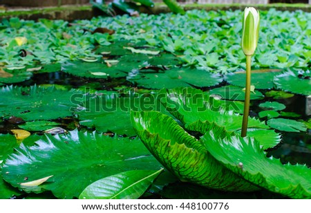 White Lotus Buds in a pond