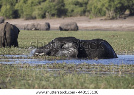 African Elephants feeding and bathing in the Chobe River at Kasane, Botswana