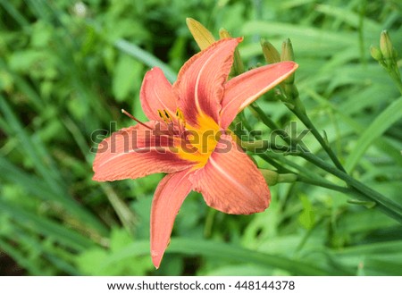 Red lilies blooming.