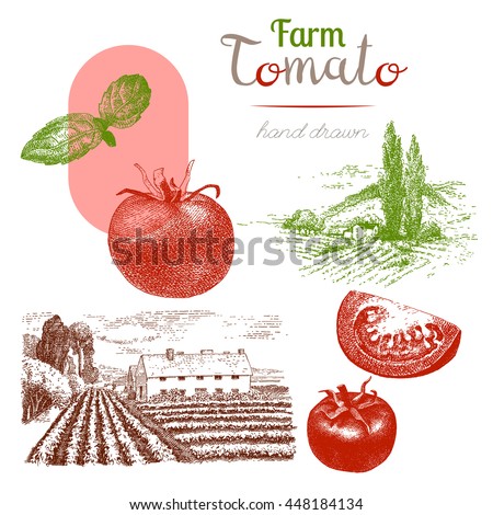 Tomato-4. Set of hand drawn tomatoes, basil, farm, countrysyde. Vector vintage engraved illustration isolated on white background.