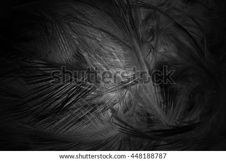 blur feather wool dark black background