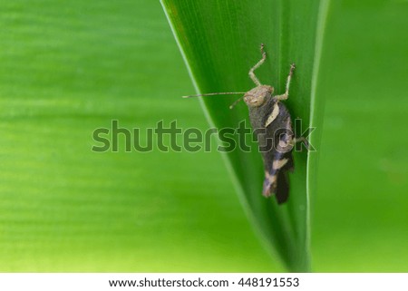 Meadow Grasshopper on green leaf