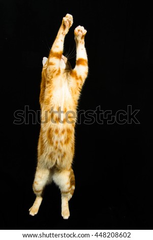 A Beautiful Domestic Orange Striped cat Jumping and playing with a toy mouse, back legs on the ground in strange, weird, funny positions. Animal portrait against Black background