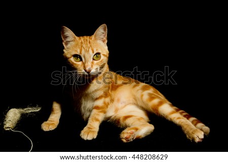 A Beautiful Domestic Orange Striped cat playing with a toy mouse, laying down in strange, weird, funny positions. Animal portrait against Black background
