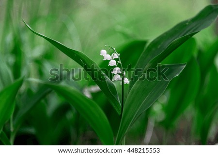 Green world. Lily of the valley.