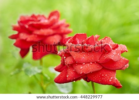 Red roses after rain                              