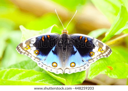 colorful butterfly over green leaf,select focus with shallow depth of field.