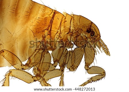 Magnified Human Flea Head Region Showing Eyes, Biting Mouth-parts and Antennae. Cleared specimen, Transmitted Light, 4X objective Royalty-Free Stock Photo #448272013