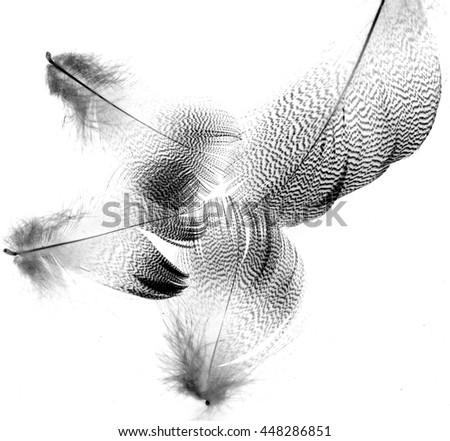 black feathers on a white background
