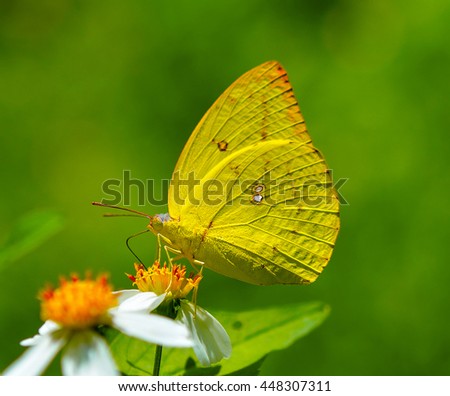 butterfly fly on flower 