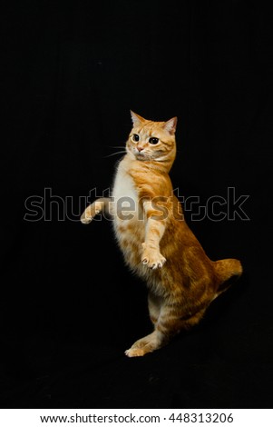 A Beautiful Domestic Orange Striped cat Jumping and playing with a toy mouse, mid-air in strange, funny positions. Animal portrait against Black background