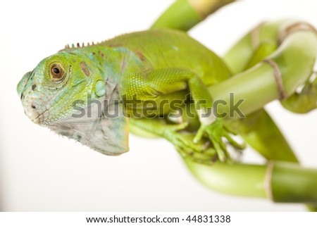 Iguana isolated on white background