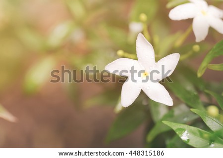White flower with morning light on natural background, Beautiful small white flower, Water droplets on tiny white flower