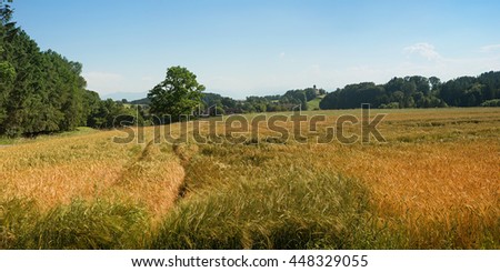grain field in rural bavarian landscape