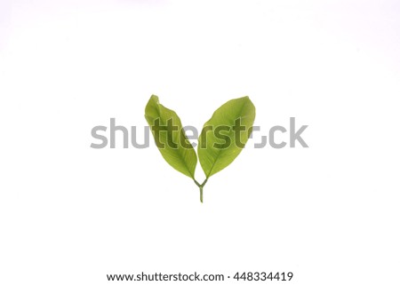 Green cassia leaf after rain.