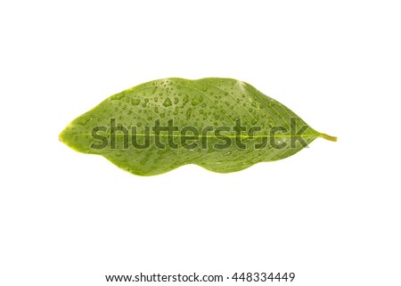 Green cassia leaf after rain.