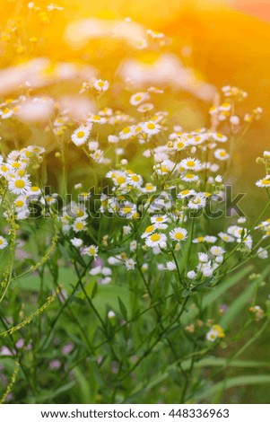 Beautiful wild flowers at summer day