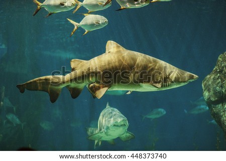 A bunch of Sand Tiger Sharks (Carcharias taurus) swimming with diver underwater.


