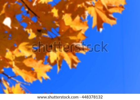   photographed trees and foliage in the autumn, the location - a park, defocus