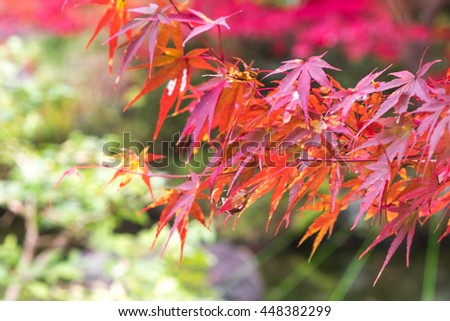 red maple leaf in autumn season background