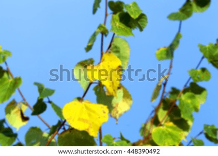  photographed trees and foliage in the autumn, the location - a park, defocus
