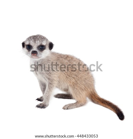 The meerkat or suricate cub, Suricata suricatta, isolated on white