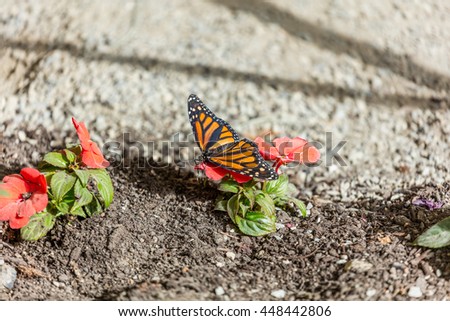 Black, orange, and white pattern of the monarch butterfly. The butterfly sits on a green leaf of a flower on earth background
