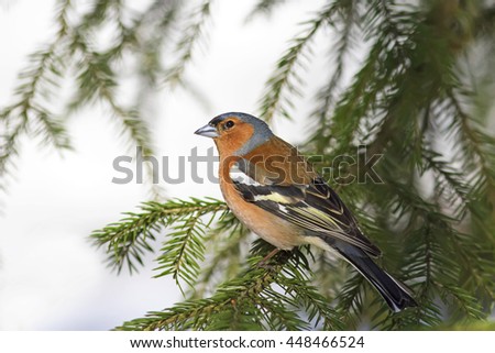 bird Chaffinch sits among the green fir tree branches on white background