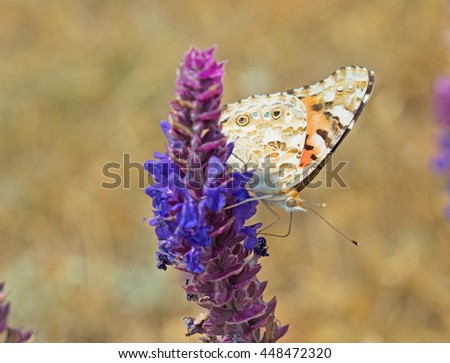 big beautiful butterfly sits on a flower