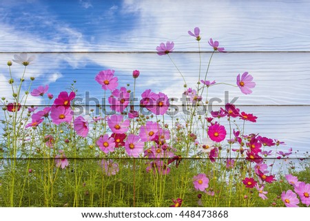 abstract cosmos flower field on blue and cloudy sky on wooden texture background.