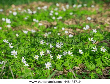 Anemone nemorosa white spring wild flower wood forest garden bloom blossom background
