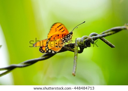 orange butterfly over barbed wire on blurry background,select focus with shallow depth of field.