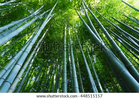 Bamboo forest of Arashiyama, Kyoto, Japan