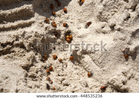 Ladybugs on the sand.