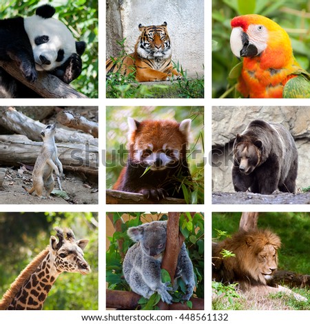 Zoo collage, nine pictures, wildlife