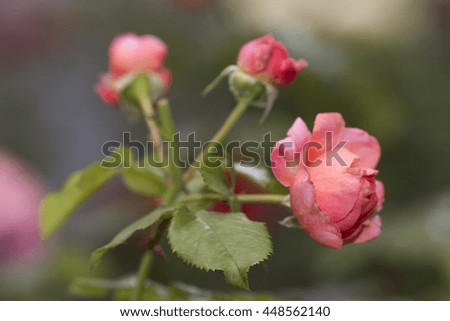 rose flower blossom on soft background