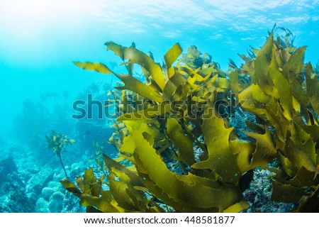 Green Seaweed  Royalty-Free Stock Photo #448581877