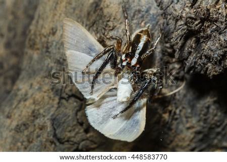 Spider eating butterfly