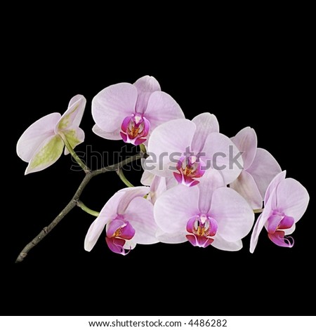 Picture of phalaenopsis flower isolated on black