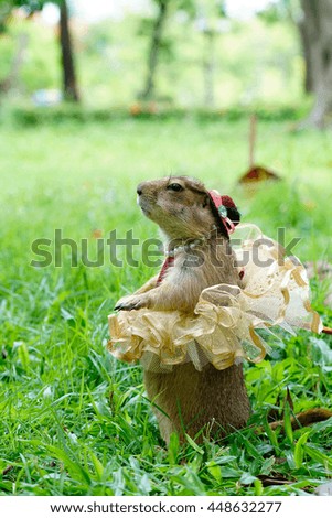 Prairie dog a small creature mammal ,new pet on the green glass, public park and outdoor