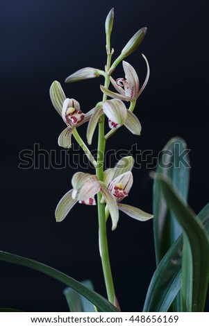 A Chinese orchid in black background