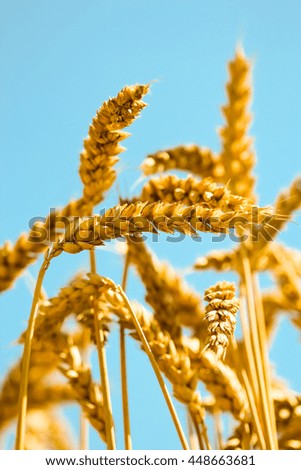 Wheat field. Ears of golden wheat close up. Beautiful Nature Sun